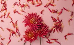 Rotlichttherapie und weibliche Hormone